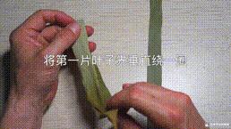 桑植金桥粽叶收购,桑植金桥粽叶加工,桑植金桥粽叶销售,桑植金桥粽叶